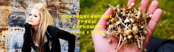 шишки Арсеньев